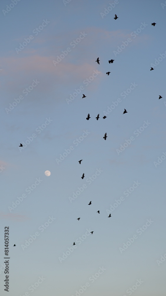 A flock of birds flying against the background of the evening sky and the moon A flock of birds flying against the background of the evening sky and the moon
