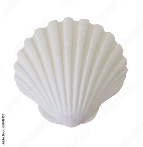 White elegant sea jacobean scallop shell isolated on backgroiund. Marine auqatic wildlife animal, seashell. Mollusc. Summer travel, sea food concept. photo