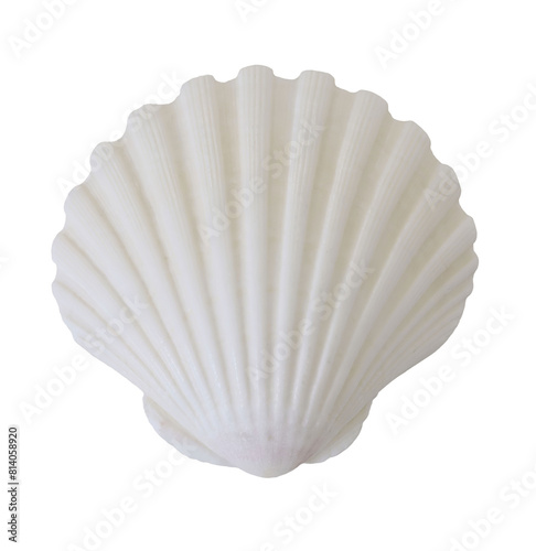 Cuadro en lienzo White elegant sea jacobean scallop shell isolated on backgroiund