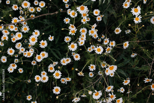 Daisies flowers on the field close-up
