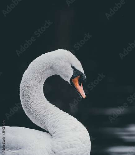 mute swan