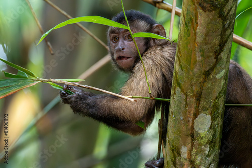 Photography A wild capuchin monkey sitting in a tree looking off to the left in Trinidad's B