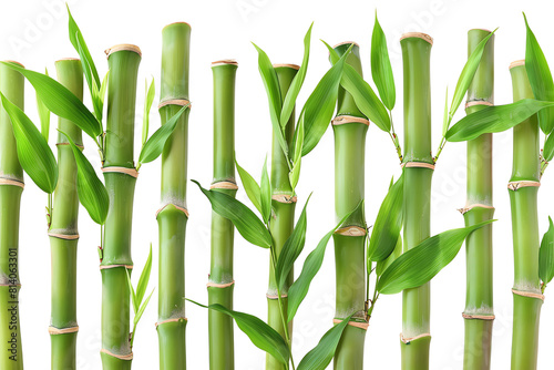 Green bamboo plants with leaves growing in a forest