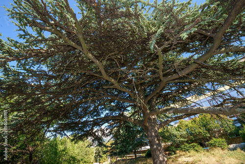 Broad-crowned Lebanon cedar in Gaspra location, Crimea, Russia.