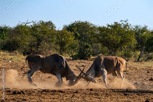 Fighting in Etosha National Park Namibia