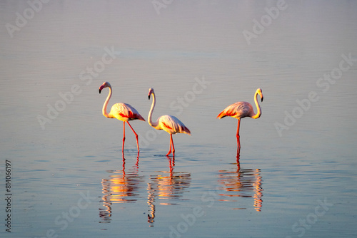 Flamingos at Walvis Bay in Namibia
