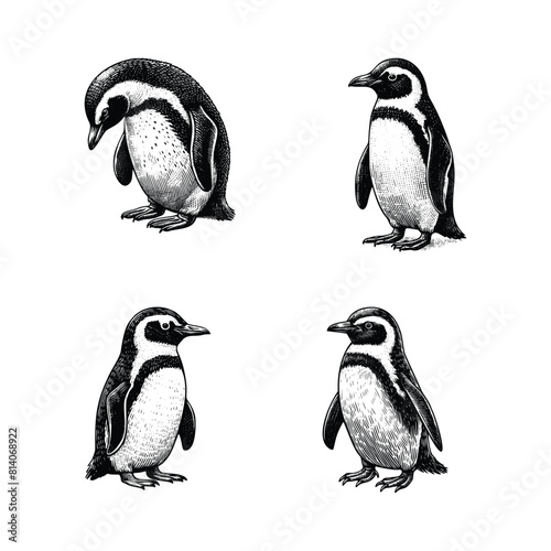 set of penguin illustration. hand drawn penguin black and white vector illustration. isolated white background