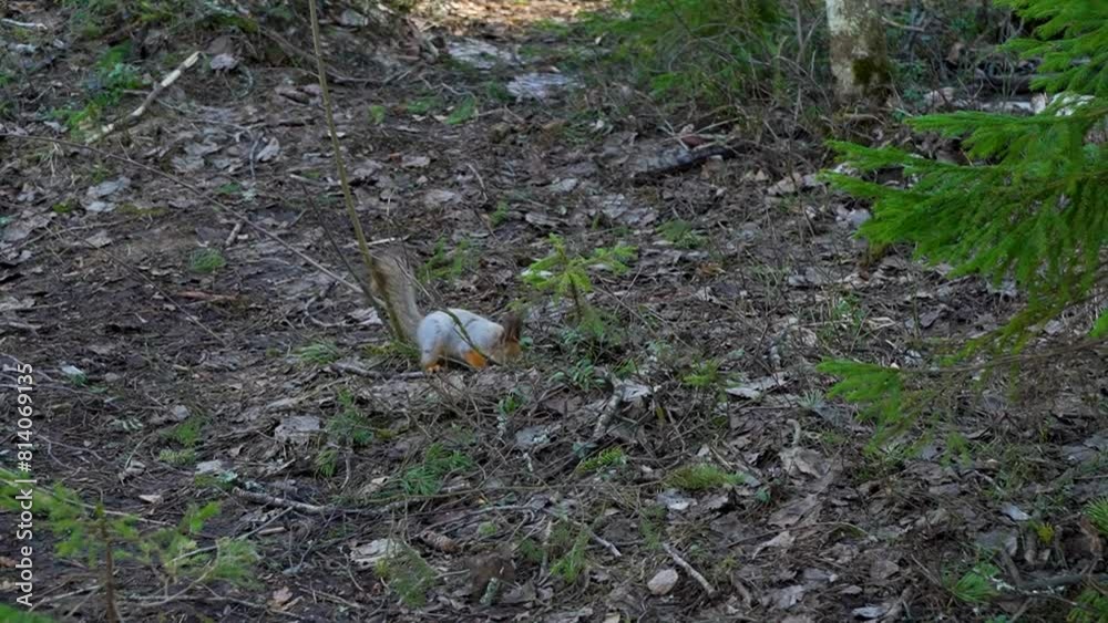 Squirrel in spring forest seeking for stored food. Original sound Squirrel in spring forest seeking for stored food. Original sound
