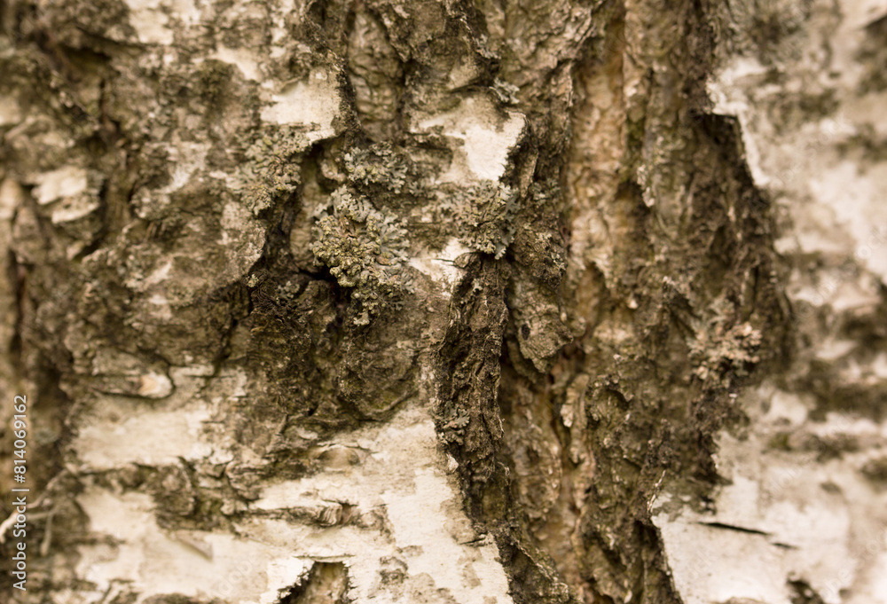 Birch tree wood texture background Birch tree wood texture background