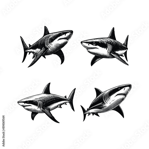 set of sharks illustration. hand drawn shark black and white vector illustration. isolated white background