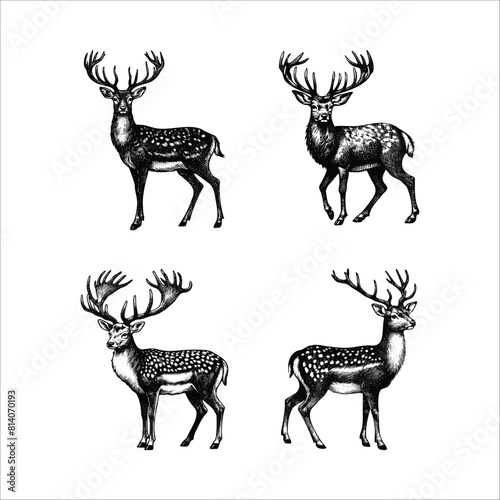 set of deer illustration. hand drawn deer black and white vector illustration. isolated white background