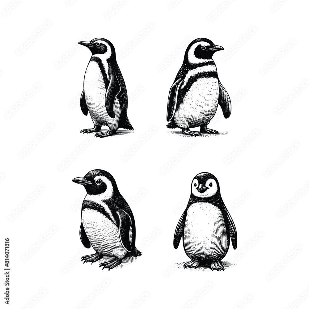 Naklejka premium set of penguin illustration. hand drawn penguin black and white vector illustration. isolated white background