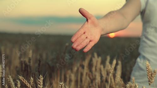 Handshake of partners in wheat field. Business people shaking hands. Agricultural industry. Two farmers shake hands with conclude contract in wheat field  sun. Work in team of business partners.