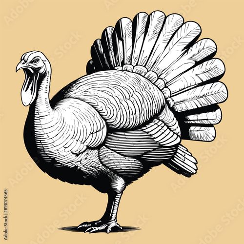 Hand Drawn Turkey Illustration Vintage Engraved Turkeycock