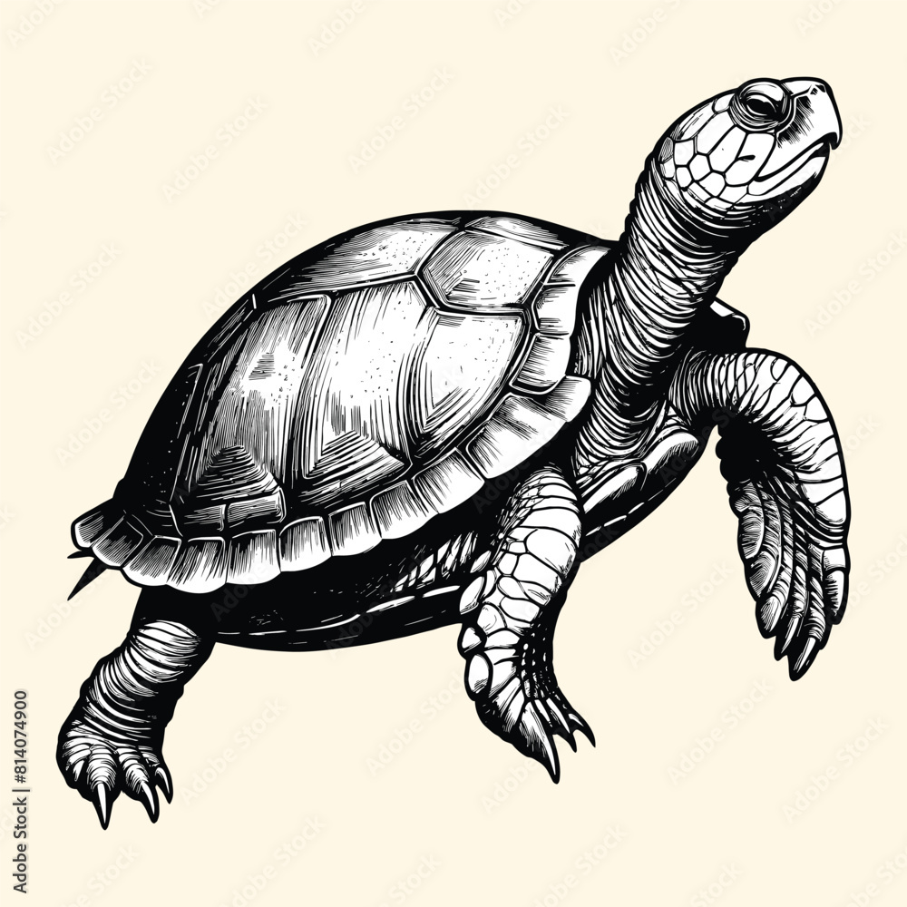 Fototapeta premium Hand Drawn Turtle Watercolor Illustration Engraved Style