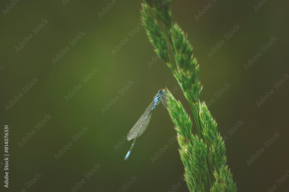 a little dragonfly is sitting on a blade of grass
a little dragonfly is sitting on a blade of grass