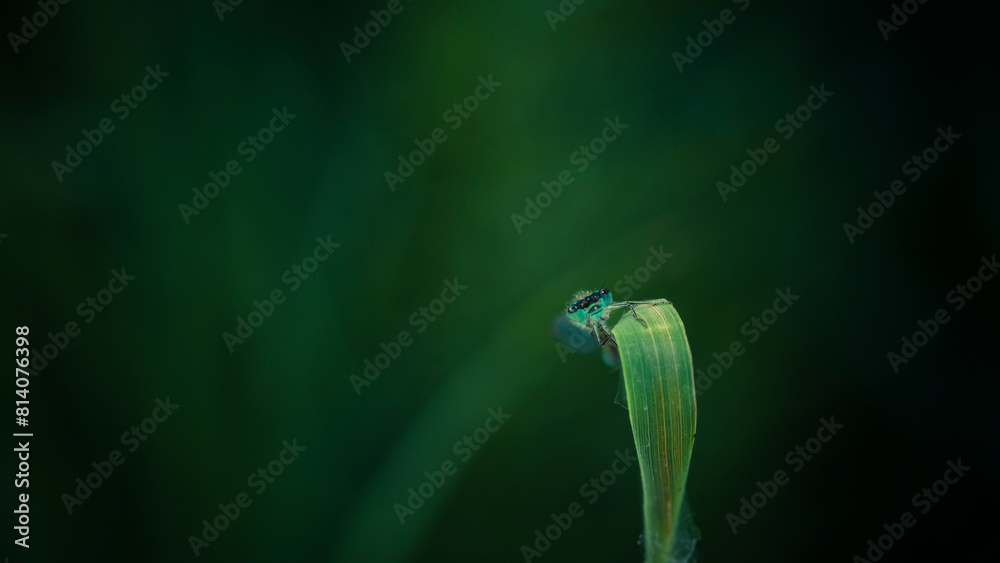 a little dragonfly is sitting on a blade of grass
a little dragonfly is sitting on a blade of grass