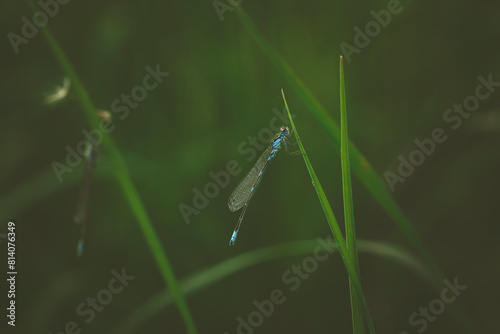 a little dragonfly is sitting on a blade of grass  © Макс Босацький