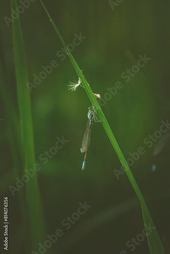 a little dragonfly is sitting on a blade of grass 
