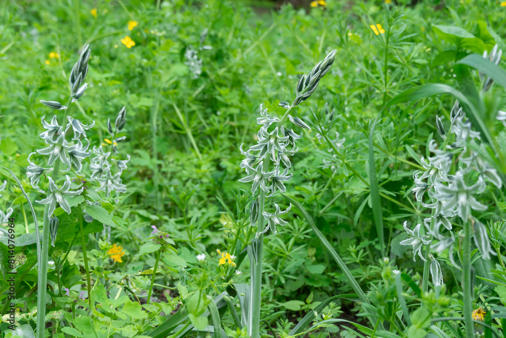 White flowers of drooping star bethlehem on meadow. Bells and buds of ornithogalum nutans is species of herbaceous asparagaceae family. Bulbous plant of nodding milk star. White-green wildflowers. White flowers of drooping star bethlehem on meadow. Bells and buds of ornithogalum nutans is species of herbaceous asparagaceae family. Bulbous plant of nodding milk star. White-green wildflowers.