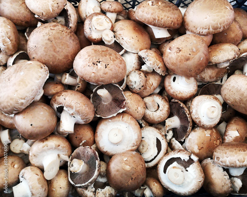 Harvest of fresh brown champignons mushrooms