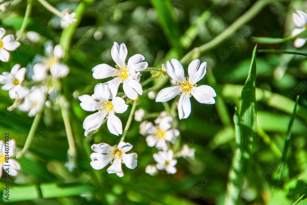 flowers on grass flowers on grass