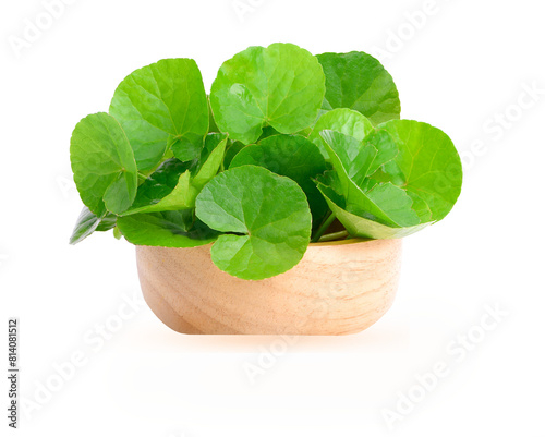 Centella  ASiatica in wood bowl ,white background. on transparent.