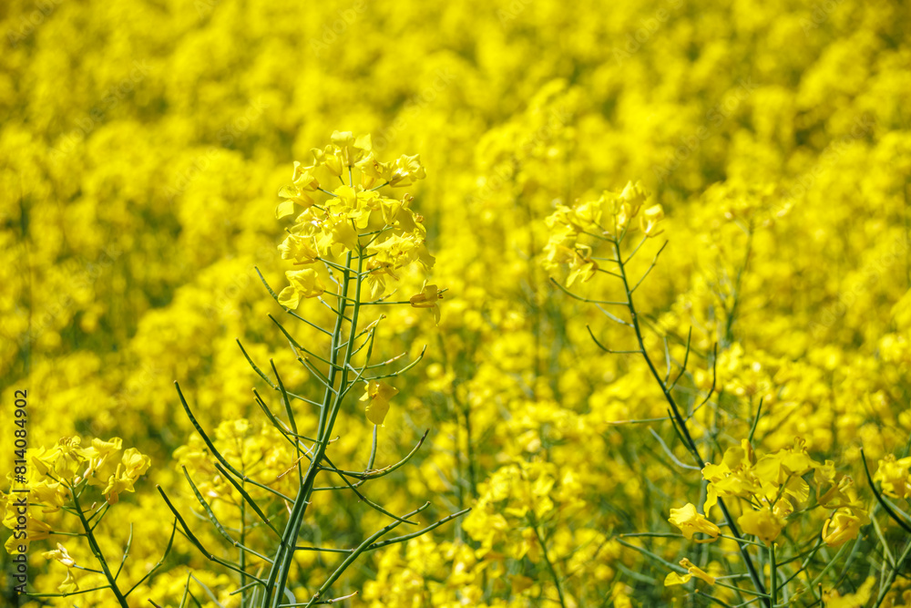 field of beautiful springtime golden flower of rapeseed with blue sky, canola colza in Latin Brassica napus, rapeseed is plant for green industry field of beautiful springtime golden flower of rapeseed with blue sky, canola colza in Latin Brassica napus, rapeseed is plant for green industry