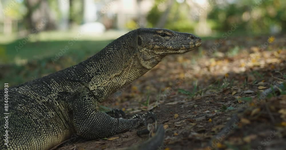 Monitor lizard nature Asia wildlife natural habitat close up Asia wilderness majestic beauty monitor lizard creatures. Monitor lizard moves in wild nature landscape tropical asian wild nature. Monitor lizard nature Asia wildlife natural habitat close up Asia wilderness majestic beauty monitor lizard creatures. Monitor lizard moves in wild nature landscape tropical asian wild nature.