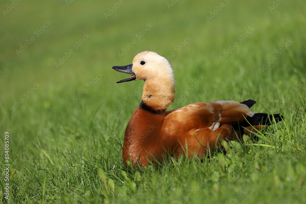 Shelduck (Tadorna ferruginea) screaming on a green grass. Male red duck on meadow Shelduck (Tadorna ferruginea) screaming on a green grass. Male red duck on meadow