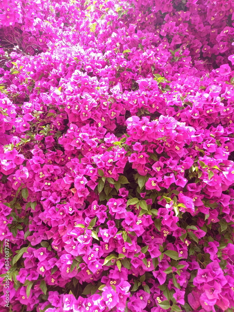 Purple Bougainvillea flowers blooming in the garden