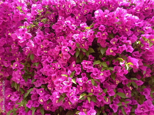Purple Bougainvillea flowers blooming in the garden