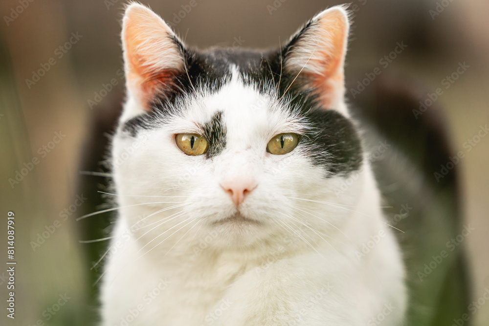 black and white cat chilling in the garden animal feline cute black and white cat chilling in the garden animal feline cute