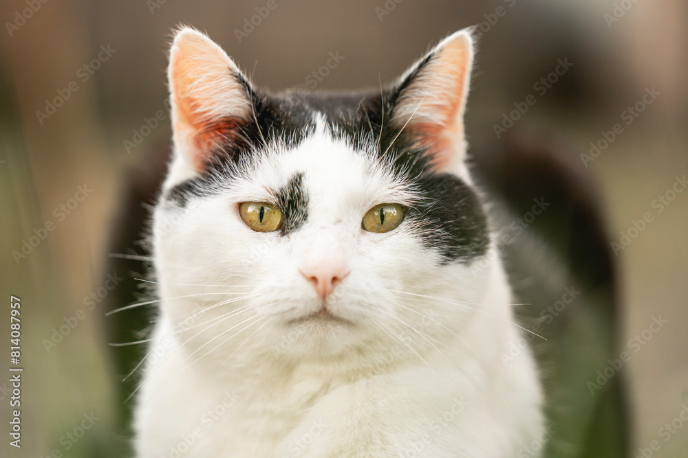 black and white cat chilling in the garden animal feline cute black and white cat chilling in the garden animal feline cute