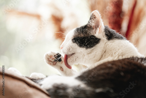 Beautiful black and white cat feline washing preening itself tong hair inside home cozy photo