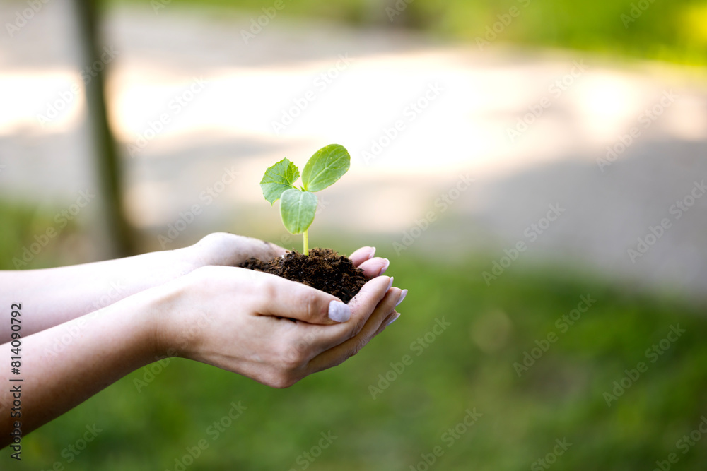environment Earth Day In the hands of trees growing seedlings. environment Earth Day In the hands of trees growing seedlings.