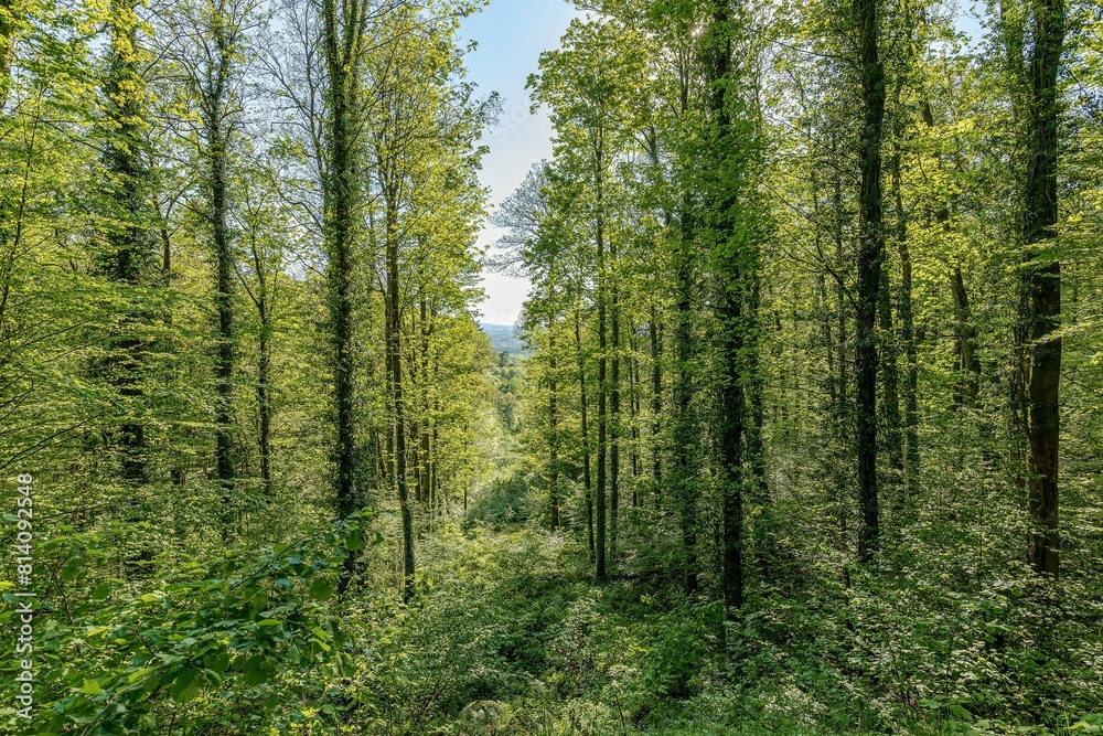 Wald Wald