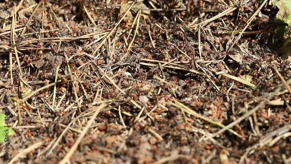 Large black and red ants move chaotically around a large anthill. Top view, shallow depth of field. The wild nature. Large black and red ants move chaotically around a large anthill. Top view, shallow depth of field. The wild nature.