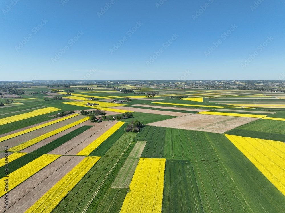 Obraz premium Kwitnący wiosną rzepak podczas bezchmurnego i słonecznego dnia, żółty kwitnący rzepak, rzepak, kwiat rzepaku, pola rzepaku wiosną, kwitnący rzepak na polach uprawnych wiosną