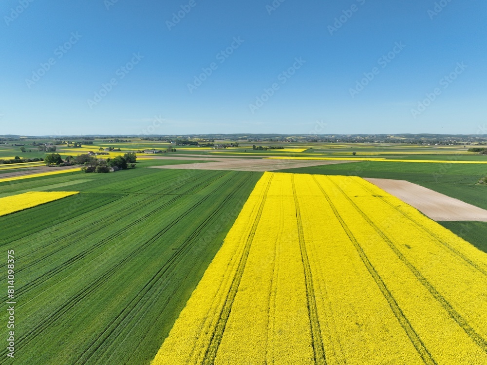 Fototapeta premium Kwitnący wiosną rzepak podczas bezchmurnego i słonecznego dnia, żółty kwitnący rzepak, rzepak, kwiat rzepaku, pola rzepaku wiosną, kwitnący rzepak na polach uprawnych wiosną 