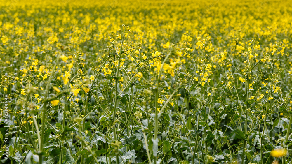 Fototapeta premium Blooming rapeseed (Brassica napus).Agricultural field with rapeseed plants. Oilseed, canola, colza.Blooming yellow canola flower meadows.