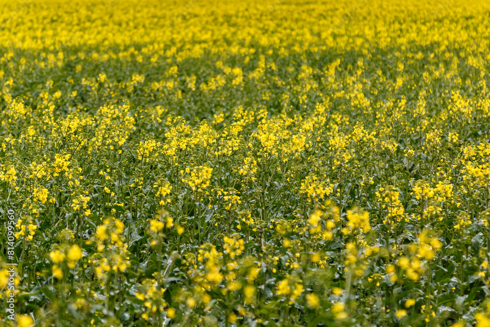 Blooming rapeseed (Brassica napus).Agricultural field with rapeseed plants. Oilseed, canola, colza.Blooming yellow canola flower meadows. Blooming rapeseed (Brassica napus).Agricultural field with rapeseed plants. Oilseed, canola, colza.Blooming yellow canola flower meadows.