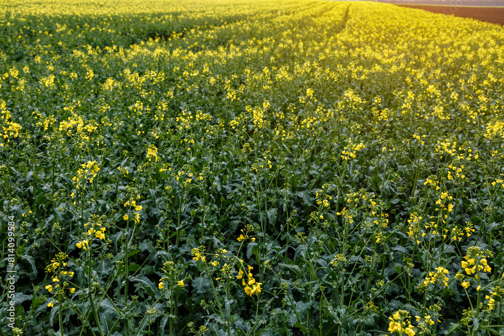 Blooming rapeseed (Brassica napus).Agricultural field with rapeseed plants. Oilseed, canola, colza.Blooming yellow canola flower meadows.