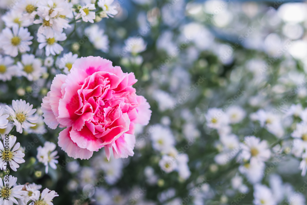 Fototapeta premium background of beautifully arranged flower and bright colors is backdrop for flower in beautifully arranged garden at flower festival. Beautiful colorful background with Copy Space for inserting text.