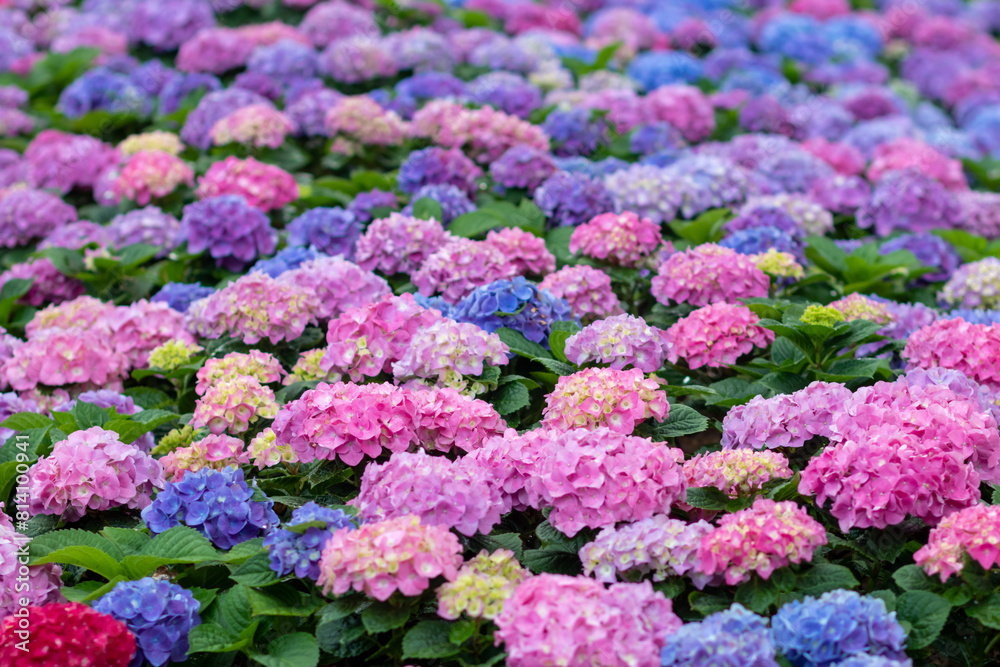 background of beautifully arranged flower and bright colors is backdrop for flower in beautifully arranged garden at flower festival. Beautiful colorful background with Copy Space for inserting text. background of beautifully arranged flower and bright colors is backdrop for flower in beautifully arranged garden at flower festival. Beautiful colorful background with Copy Space for inserting text.