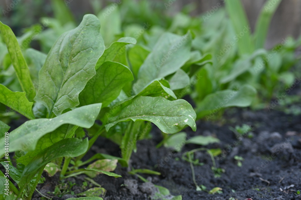 Spinach bushes growing in vegetable garden, Green spinach leaves in the background, picture of green sorrel leaves growing in vegetable garden, organic spinach leaves