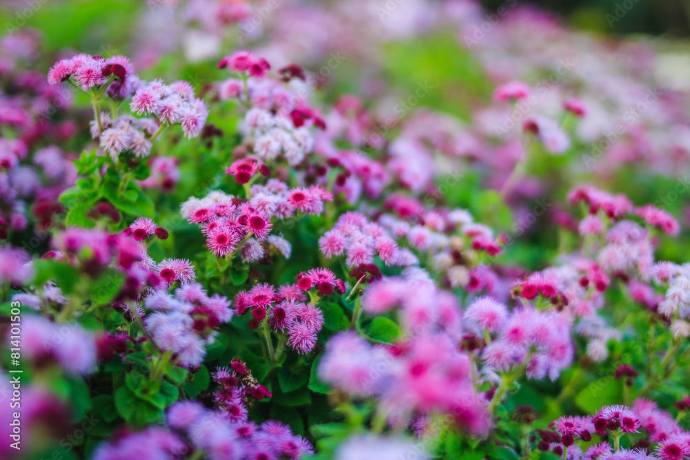 background of beautifully arranged flower and bright colors is backdrop for flower in beautifully arranged garden at flower festival. Beautiful colorful background with Copy Space for inserting text.