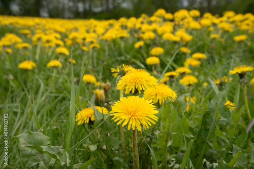 yellow field of dandelions at the edge of the forest on a cloudy day in spring