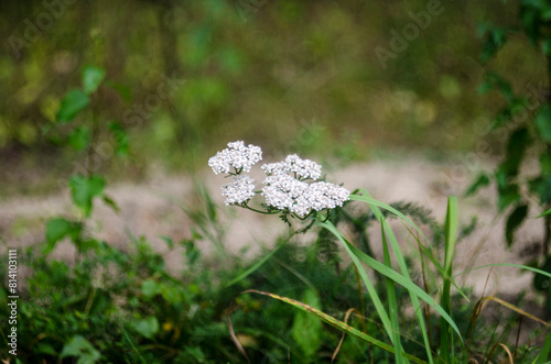 White flowers of yarrow (Achillea millefolium)