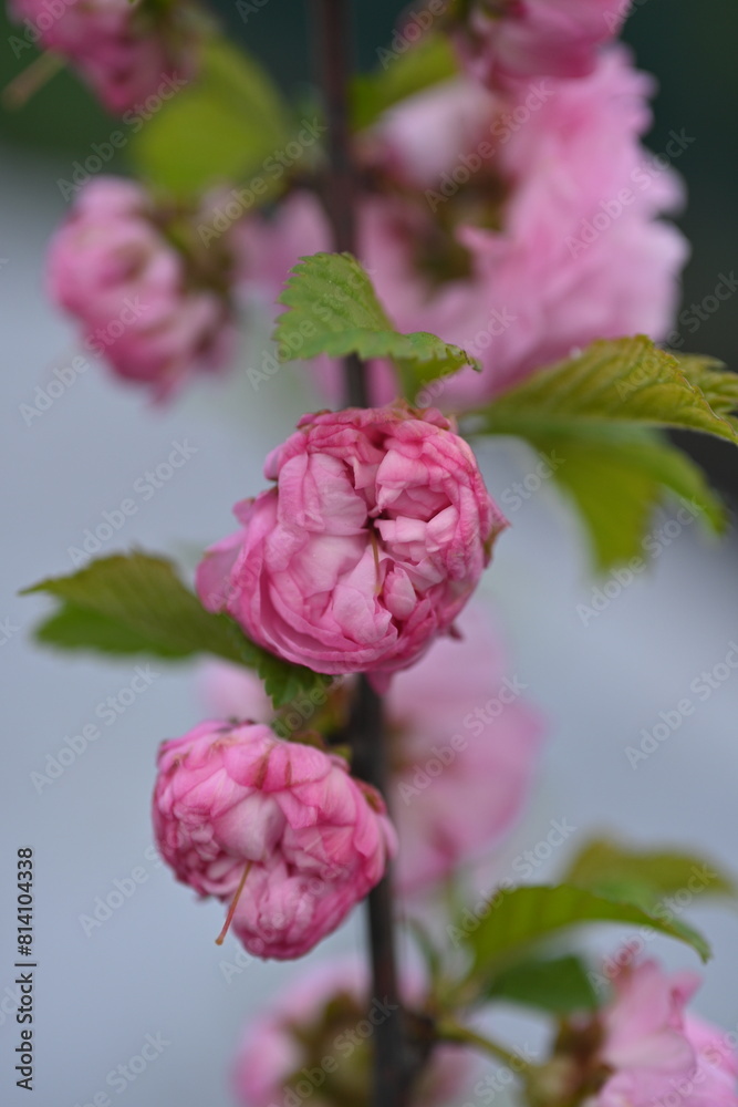 Cherry cherry blossoms sakura tree closeup on blue sky background, spring sakura tree macro flowers on blue sky background Cherry cherry blossoms sakura tree closeup on blue sky background, spring sakura tree macro flowers on blue sky background